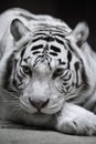 White tigress Royalty Free Stock Photo