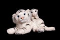 a white tigress with a cub is isolated on a black background. symbol of the year Royalty Free Stock Photo