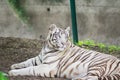 White Tigress Royalty Free Stock Photo