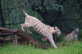 White Tigress Walking With Proud Royalty Free Stock Photo