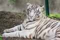 White Tigress Royalty Free Stock Photo