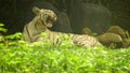 White Tigress yawning at the zoo Royalty Free Stock Photo