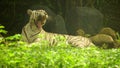 White Tigress yawning at the zoo Royalty Free Stock Photo