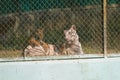 White Tigress with yellow young cubs in a zoo in India Royalty Free Stock Photo