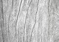 White timber board with weathered crack lines. Royalty Free Stock Photo