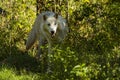 The White Timber Wolf Canis lupus, also known as the gray wolf Royalty Free Stock Photo