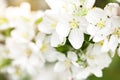 Spring background with white flowers of blooming apple tree. Royalty Free Stock Photo