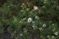 White tiny flowers of Dorycnium pentaphyllum plant