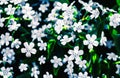 white tiny garden flowers