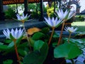 White Tiny Lotus Flower Blooming In The Small Lotus Pond Royalty Free Stock Photo