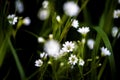 White tiny meadow blossoms