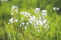 White tiny meadow flowers