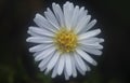 White tiny sea aster flower. Royalty Free Stock Photo