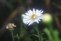 White tiny sea aster flower. Royalty Free Stock Photo