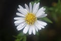 White tiny sea aster flower. Royalty Free Stock Photo
