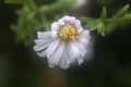 White tiny sea aster flower. Royalty Free Stock Photo