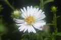 White tiny sea aster flower. Royalty Free Stock Photo