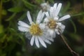 White tiny sea aster flower. Royalty Free Stock Photo