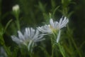 White tiny sea aster flower. Royalty Free Stock Photo