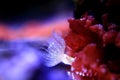 White tiny tube worm in macro scene in marine reef aquaium