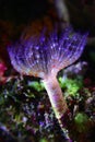 White tiny tube worm in macro scene in marine reef aquarium