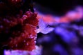 White tiny tube worm in macro scene in marine reef aquarium