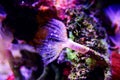 White tiny tube worm in macro scene in marine reef aquarium