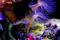 White tiny tube worm in macro scene in marine reef aquarium