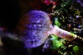White tiny tube worm in macro scene in marine reef aquarium