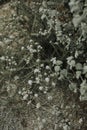 White tiny wildflowers with dry ground