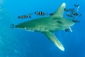 White tip oceanic shark