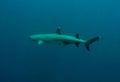 White tip reef shark open ocean sipadan