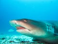 White tip reef shark close up galapagos islands ecuador Royalty Free Stock Photo