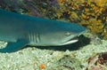 White-tip Reef Shark Royalty Free Stock Photo