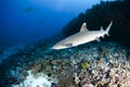 White tip reef shark Triaenodon Obesus Royalty Free Stock Photo