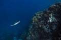 White tip reef shark Triaenodon Obesus Royalty Free Stock Photo