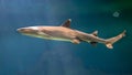 White tip reef shark swimming Royalty Free Stock Photo