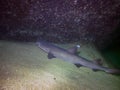 White Tip Reef Shark Triaenodon obesus Royalty Free Stock Photo