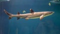 White tip reef shark Royalty Free Stock Photo