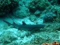 White Tip Reef Sharks Fiji with Remora