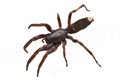 White tip spider Royalty Free Stock Photo