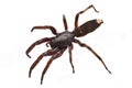 White tip spider