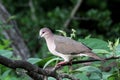 White-tipped Dove