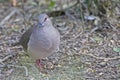 White-tipped Dove, Leptotila verreauxi, on ground Royalty Free Stock Photo