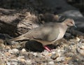 White Tipped Dove Royalty Free Stock Photo