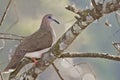 White-tipped Dove, Leptotila verreauxi, perched Royalty Free Stock Photo