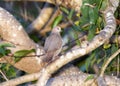 White-tipped Dove Leptotila verreauxi Perched on a Thick Branch in a Tree in a Forested Landscape in Jalisco, Mexico