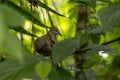 White tipped dove, Leptotila verreauxi, in a shrub of a rainforest Royalty Free Stock Photo