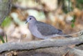 A white-tipped dove Leptotila verreauxi, is sitting on a tree branch in Mexico Royalty Free Stock Photo