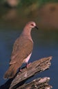 White-tipped Dove on Log Royalty Free Stock Photo